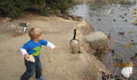 Ducks